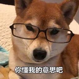 吃瓜娱乐小狗表情包